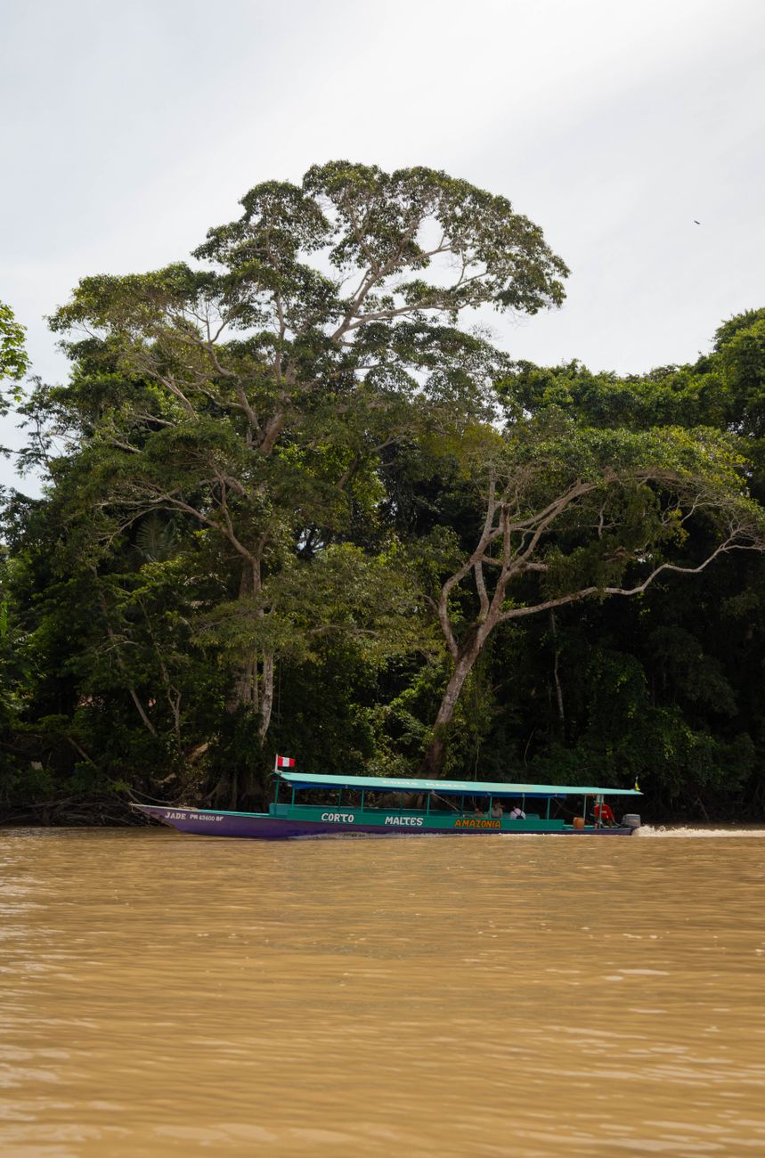 Imersão na Floresta Amazônica